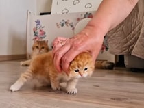 背中ナデナデ→しっぽフリフリ！　飼い主さんと触れ合って《ご機嫌》な子猫たちに大反響「かわいすぎます」