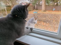 【動画】「なんか…シンクロしてない！？」→これが窓のそばで一緒になって動く（？）《猫＆リス》のしぐさです！