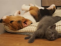 【尊すぎる】子猫＆子犬が《初めての添い寝》！　少しずつ仲良くなっていく2匹のかわいさに大反響「最高のコンビ」
