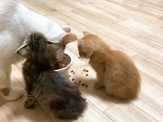 飼い主さん「まさか…？」　ご飯を食べながら《寝落ち》しちゃった子猫が尊すぎて大反響「かわいすぎやろ（笑）」