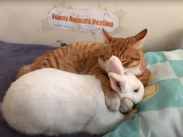 メスウサギが大好きな猫vs嫉妬に燃えるオスウサギ! 猫が見せた《慈悲深い姿》に反響続々「優しい」