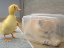 【動画】子アヒルが見ていてもお構いなし！？　これが《ボックスにすっぽり》入ってご満悦な「ロキ」の表情です！