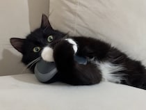 大好きすぎるじゃん！　パソコンの「マウス」をハグして眠る猫の姿がかわいすぎて大反響「抱きしめたい！」