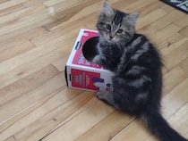 【動画あり】「取ってほしいんだけどニャ〜」　箱の中のおもちゃが欲しくて《上目遣い》でアピールする子猫の“あざとかわいさ”にメロメロ！