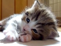 「まるで天使」の声続出！　小さな自分の《おてて》で遊ぶ“ふわふわ”赤ちゃん猫がかわいすぎる