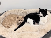 まるでコント？　しっぽを振り続ける猫vsしっぽをキャッチして怒られる猫の《最高にかわいい》やりとりに反響