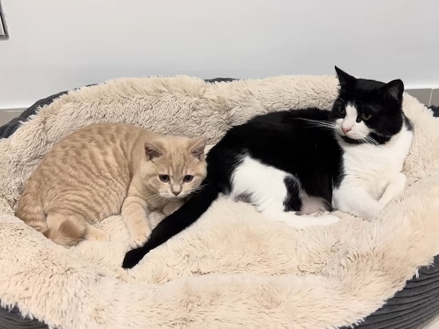 まるでコント? しっぽを振り続ける猫vsしっぽをキャッチして怒られる猫の《最高にかわいい》やりとりに反響