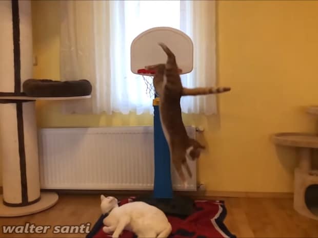 「天才猫キーパー」現る! 驚異の身体能力で《バスケゴールを死守》する猫に絶賛の声「すごすぎるんだけど!」