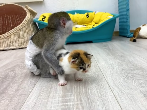 子猫を見守るのは…母猫ではなく《赤ちゃん猿》！？　優しくお世話する姿に反響続々「優しい」「かわいい！」