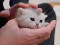 「かわいいにも程がある」「天国みたい！」　キュートな《よちよち歩き》で飼い主さんの元へ…一生懸命な子猫たちに大反響