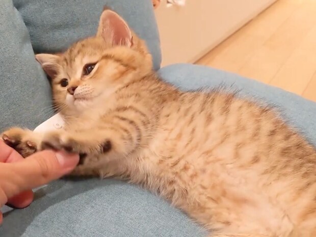 「もっとなでてニャ〜」ヘソ天からのエアふみふみ！　かわいさ反則級“甘えん坊子猫”にもん絶の声続々「本当に尊い」