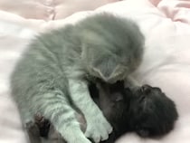 「この子は私が守るニャ！」　世話焼きな子猫にハグされる“赤ちゃん猫”に反響の声「ずっと一緒にいてほしい！」