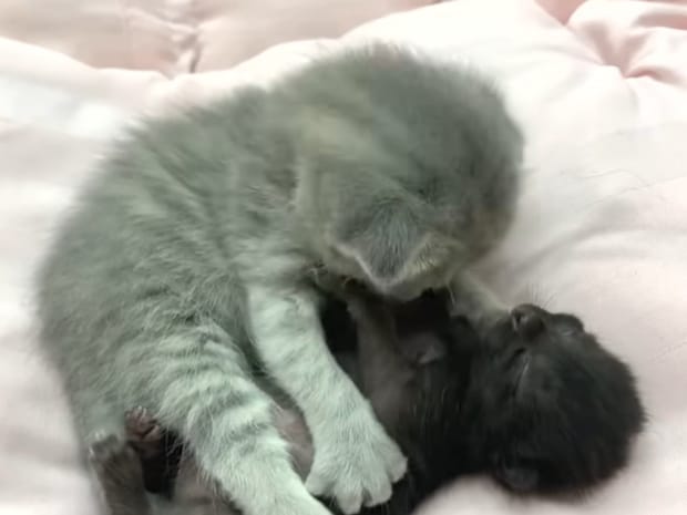 「この子は私が守るニャ！」　世話焼きな子猫にハグされる“赤ちゃん猫”に反響の声「ずっと一緒にいてほしい！」