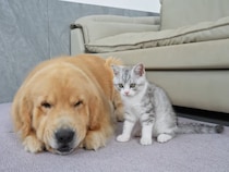 【動画】「ステキすぎる！」　これが、怒らないゴールデンレトリバーの神対応です！