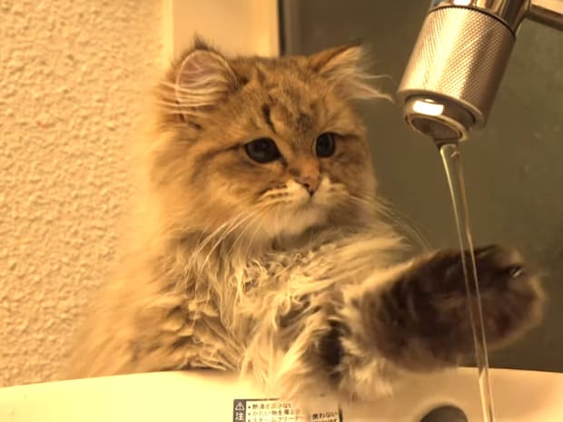 「飲めるまで諦めないニャ！」  びしょ濡れ子猫の“反則的なかわいさ”に視聴者メロメロ「かわいいの暴力！」