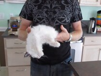 【動画】まさに「猫は液体」！　最高に幸せそうな《子猫》を見る！