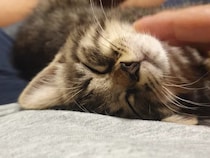 なでるのをやめると「もっとなでてニャ」と控えめに訴える子猫がかわいすぎ