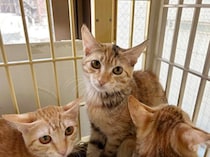 コロナ禍を経て猫の飼育数が増加　問われる飼い主の“資質”