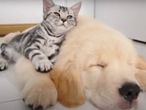 絶賛の声！　ゴールデンレトリバーの子犬を「枕」代わりにする子猫に「うらやましい」「かわいすぎ」続出