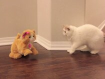 【動画】「え、もう仲良くなってるじゃん！」www　これが「猫の人形」を仲間と認めた（？）猫たちの姿です！