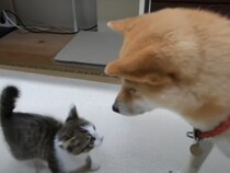 【動画あり】ケンカを売る子猫vs売られた柴犬の《バトル勃発》…と思いきや！　柴犬が見せた“大人の対応”に反響続々