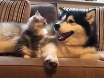 【動画】「え、優しすぎるよ……（涙）」→これが、何度かまれても「マイロ」を穏やかに見守る「ニコ」の姿です！