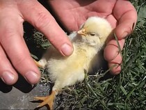 気持ちよすぎてスヤァ…おなかをなでられて“寝落ち”するひよこに「かわいい！」「抵抗できなかったんだな」の声【動画あり】