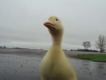 【爆速動画】想像以上に猛スピード！？　走る飼い主についていく子アヒルの“全力疾走”に視聴者くぎ付け「愛されてるね」