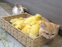 【最高】「もふもふ天国」発見！　子アヒルの山に埋もれて眠る猫＆ウサギの“寝姿”に視聴者「完璧なふわふわ感」