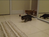 子猫「呼んだ〜？」　次々に駆け寄ってくる《ふわふわの天使たち》がかわいすぎて大反響「いとおしさが爆発」