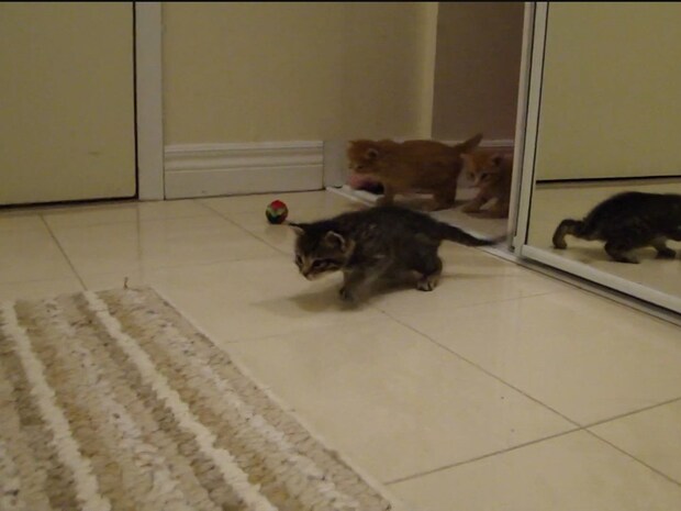 子猫「呼んだ〜?」 次々に駆け寄ってくる《ふわふわの天使たち》がかわいすぎて大反響「いとおしさが爆発」