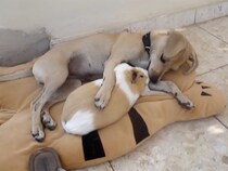 【動画】「えっ…超イチャイチャしてる…！」 これが、お互いが大好きすぎるカルメル＆シュシュクの“ラブラブ”っぷりです！