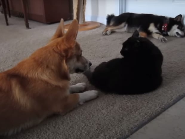 かまってほしいコーギーvs知らんぷりする黒猫! “アピール大作戦”の結末に「けなげ」「冷静な猫がすごい」の声続出