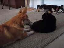 【動画】「いや温度差すごいwww」 遊んでほしいキュリー＆ご機嫌斜めのウェンズデイ、バトルの行方は意外な方向へ！