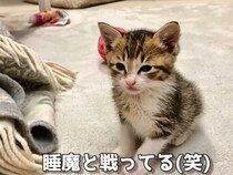 【動画】「睡魔と戦ってる！」→これが遊び疲れて《おめめしょぼしょぼ》になったムーン君です！表情に注目！