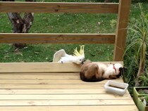 【動画】「なんでよwww」 これが、猫に奇襲攻撃を仕掛けたオウムの“意外すぎる行動”です！