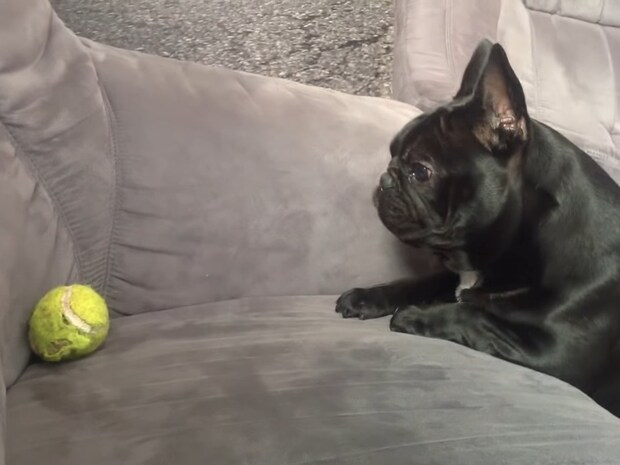 上目遣いで「ボール取って！」　フレンチブルドッグの“あざとすぎ”アピールに反響続々「たまらないね」【動画あり】