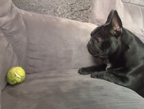 【動画】「惜しい〜！！」 ボールを取れそうで取れないフレンチブルの“困惑顔”がたまらん！