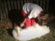 【動画】まったく動かず飼い主大爆笑！　脱力しきったサモエド犬は必見