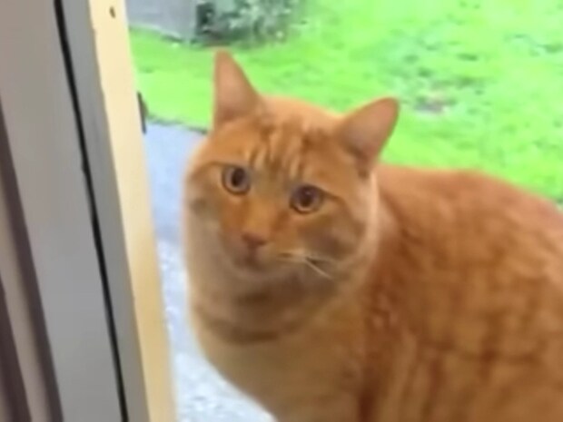 「おうちに入れてくれニャ～」　ドアベルを器用に鳴らして猛アピールする猫に「しぐさがかわいい」