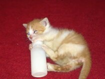 【動画】哺乳瓶をひたすらくわえる猫　ミルクは飲めた？