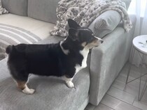 もう我慢できないワン！　隣の家のワンちゃんに夢中なコーギーに「うちの犬も同じことするよ！」