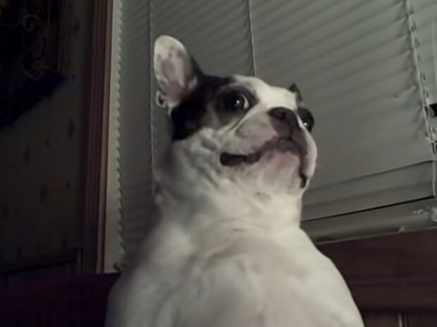 もはや名人芸！　秀逸な“リアクション”を披露するボストンテリアに「これ見て元気出た」