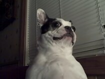 【動画】鳴き声がクセになりそう！　おなかをさわられたボストンテリアのリアクションが癒やしの極み