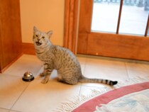 猫「早く外に出すのニャ」　飼い主の“お願い”にしぶしぶ従う姿に大反響「なんて賢い猫なの！」