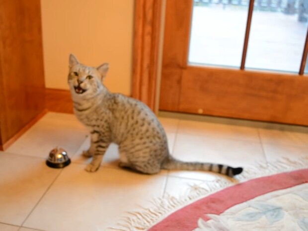猫「早く外に出すのニャ」　飼い主の“お願い”にしぶしぶ従う姿に大反響「なんて賢い猫なの！」