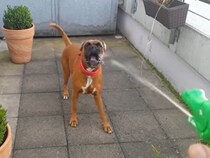 【動画】「えっ！ 速すぎるって！」 これが、水を瞬時に受け止めるボクサー犬の“驚異的反応スピード”です！（35秒）