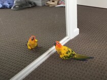 【動画】「いやノリノリすぎるwww」 鏡に向かって一心不乱に踊るジャンゴがかわいすぎる！