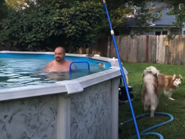 「プールに入りたーい!」 ハスキーたちの“猛アピール”は届くのか? 結末に「ニヤけてしまう」の声