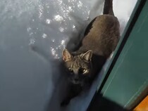 【動画】あまりのかわいさに声が出るかも…！？　雪に向かって大ジャンプした猫＆優しく見守る犬のペアにキュン！